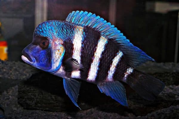 Фронтоза - восхитительная рыбка