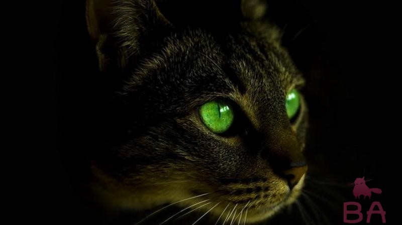 Почему у кошек светятся глаза в темноте?
