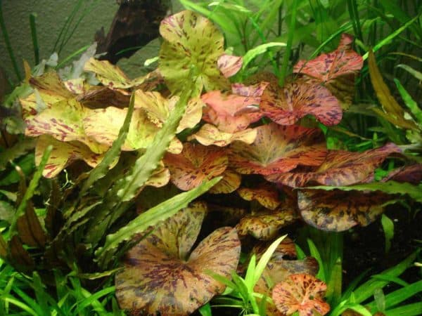 Нимфея - удивительное аквариумное растение