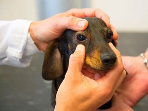 катаракта у собак симптомы и лечение