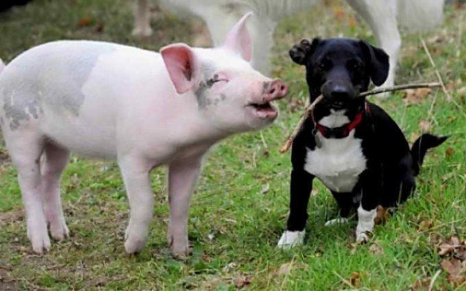 собака в окружении свиньи