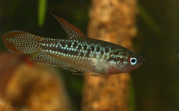 Гурами карликовый - красивая рыбка