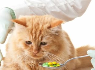 Какие бывают препараты от глистов для кошек?