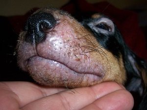 пищевая аллергия у собак фото
