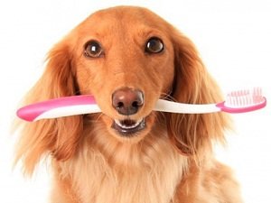 нужно ли чистить зубы собаке