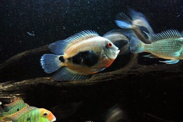 Уару чернопятнистый - необычная рыбка в аквариуме
