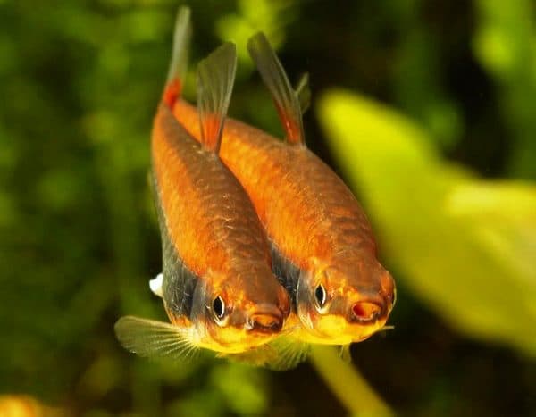 Нанностомус бекфорда - удивительная рыбка 