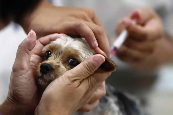 какие прививки делают щенкам