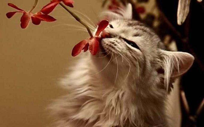 носик кошки вдыхает аромат цветов