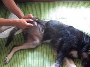 дисплазия тазобедренных суставов у собак фото