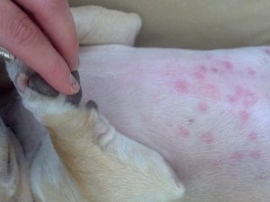 аллергия у собак фото