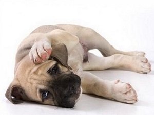пневмония у собак