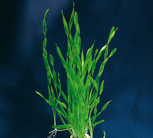 Валлиснерия спиральная - красивое растение