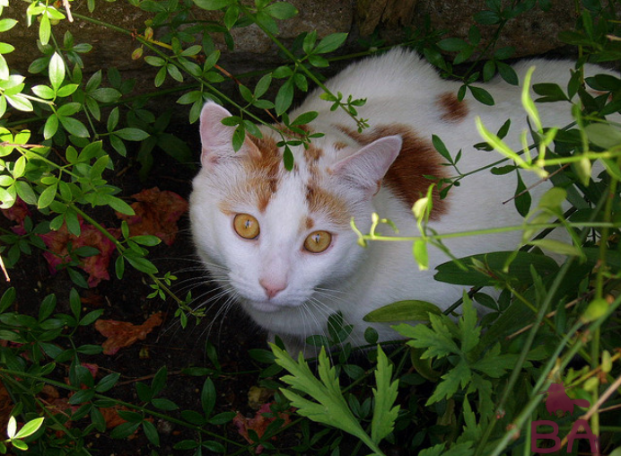 Особенности породы Анатолийской кошки, уход и воспитание
