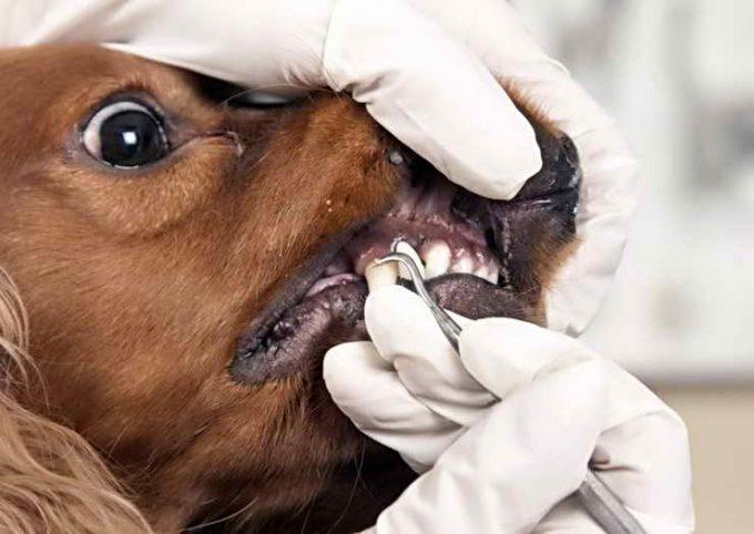 визит собаки к стоматологу