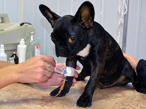 лечение пироплазмоза у собак в домашних условиях