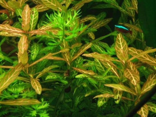 Гигрофила - аквариумное растение