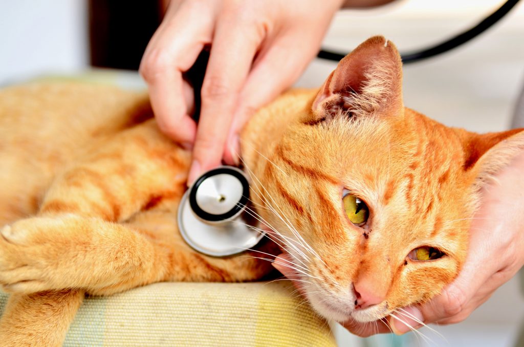 Как вылечить глисты у кошек способы применения препаратов