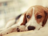 болезни печени у собак