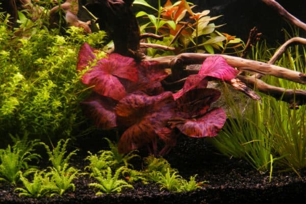 Нимфея - прекрасное аквариумное растение