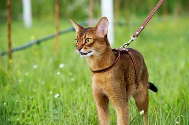 абиссинский кот на прогулке