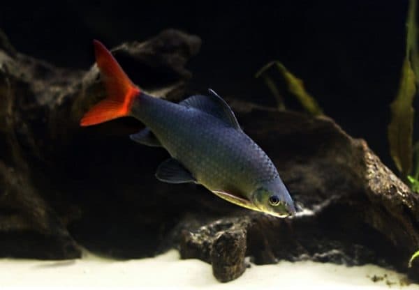Красивая рыбка двухцветный лабео