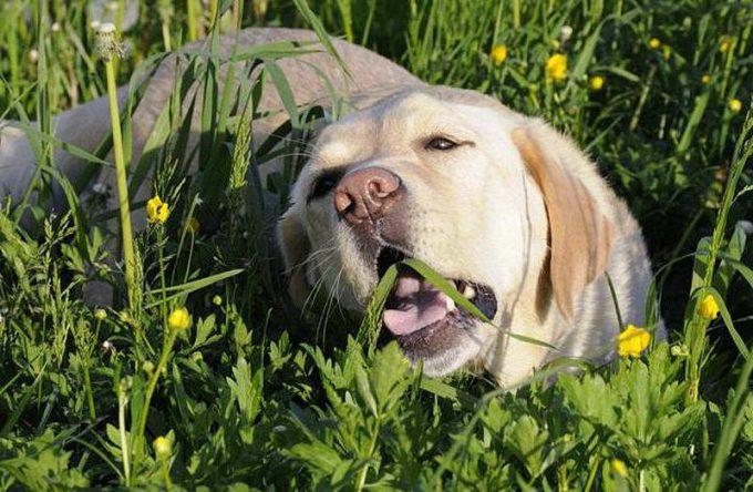 причины поедания собакой травы