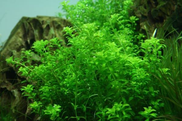 Микрантемум - красивое растение для аквариума