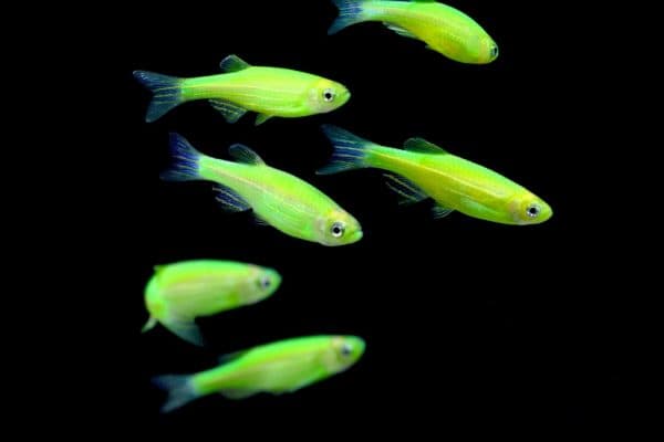 Фото светящихся аквариумных рыбок
