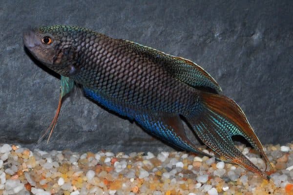 Макропод - красивая рыбка
