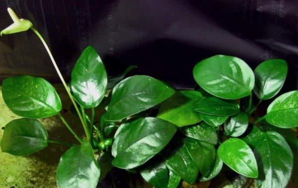 Анубиас - красивое растение