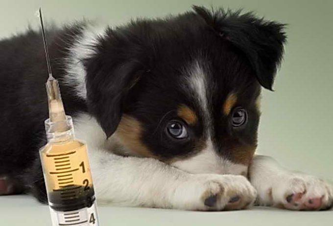 щенок у врача на прививке