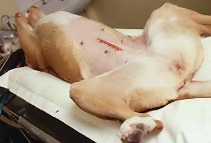стерилизованная собака после операции