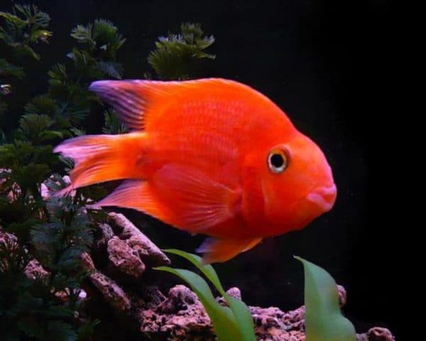 Рыба попугай аквариумная красная рыбка