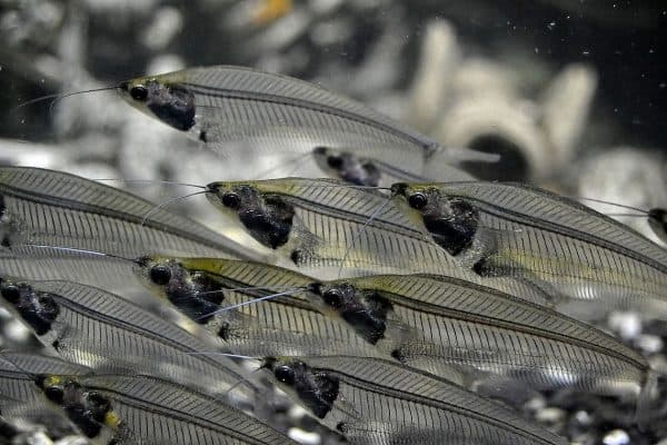 Стеклянный сомик - удивительная рыбка