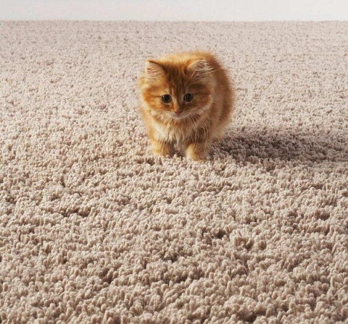 кот метит на ковре