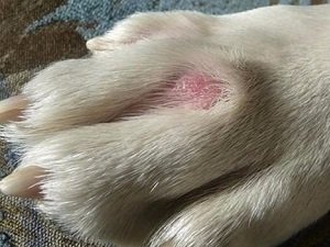 кожные заболевания у собак симптомы и лечение с фото
