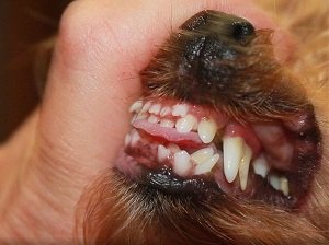выпадают ли у собак молочные зубы