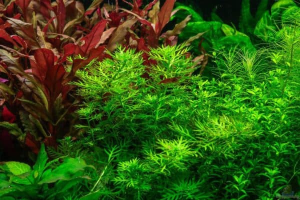 Хоттония - красивое растение в аквариуме