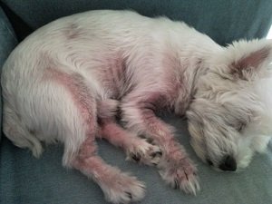 аллергия у собак симптомы и лечение