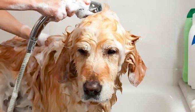 собаку купают шампунем от блох