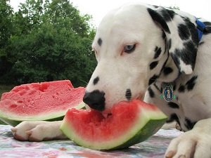 фрукты собакам
