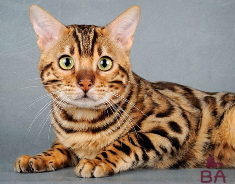 Порода леопардовый кот: описание, уход и здоровье, стоимость
