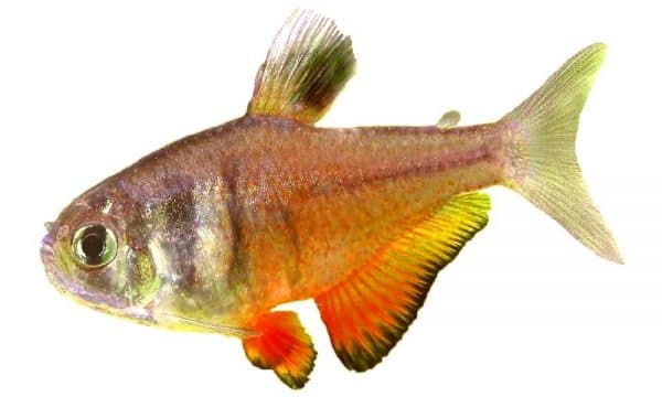Тетра фон рио - прекрасная рыбка 