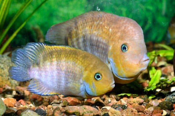 Цихлазома Седжика - удивительная аквариумная рыбка 