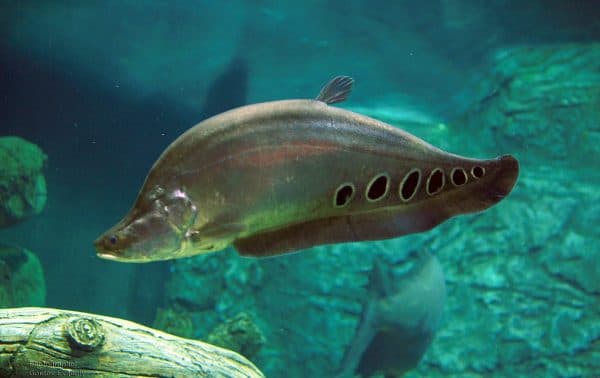 Индийский нож - красивая рыба в аквариуме