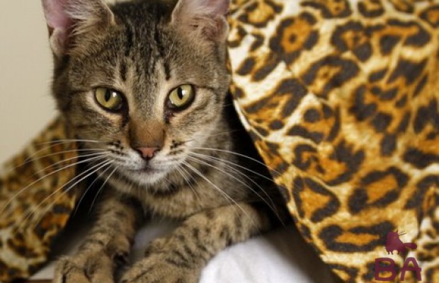 Порода кошек Арабская Мау характер, как ухаживать, особенности питания