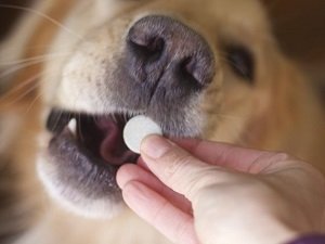 атопический дерматит у собак лечение
