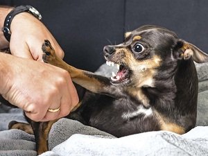 как отучить собаку кусаться за ноги