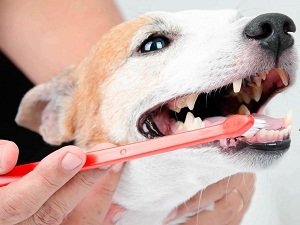 чем чистить зубы собаке в домашних условиях